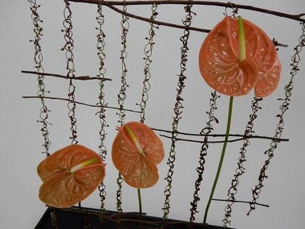 Anthurium suspended from twig chains Anthurium suspended from twig chains
