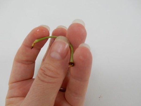 Bend the stem using the pad of your thumb as support Bend the stem using the pad of your thumb as support