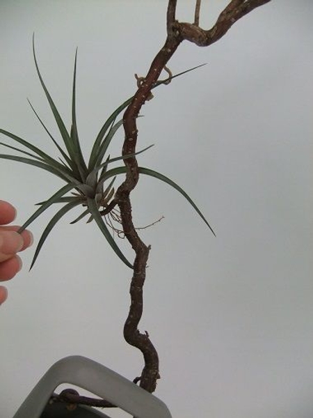 Designing with Tillandsia Designing with Tillandsia