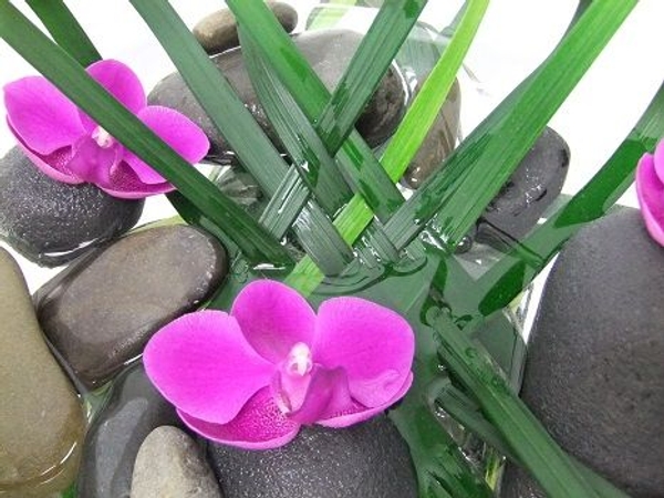 Phalaenopsis orchids Phalaenopsis orchids