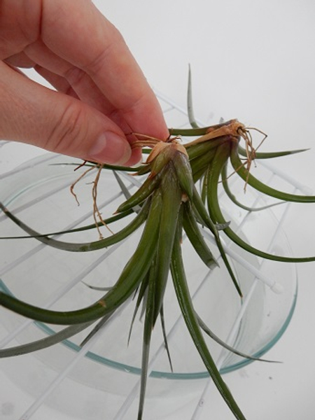 Set the air plant to drain the water
