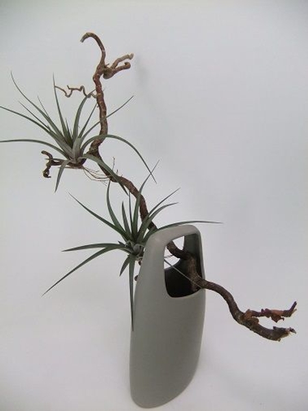 Simple and easy way to design with air plants