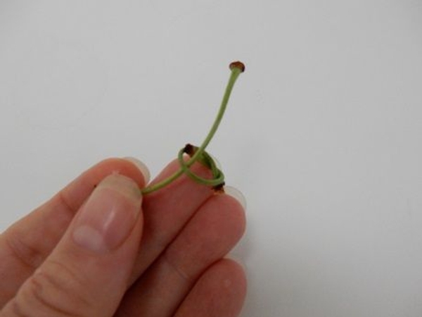 Slip a second stem through the knot Slip a second stem through the knot