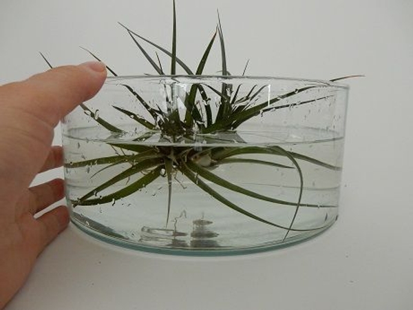Soaking air plants Soaking air plants