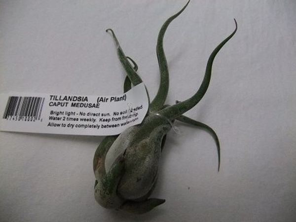 Tillandsia Caput Medusae Tillandsia Caput Medusae