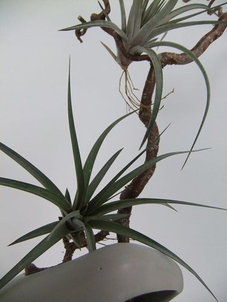 Tillandsia Tillandsia