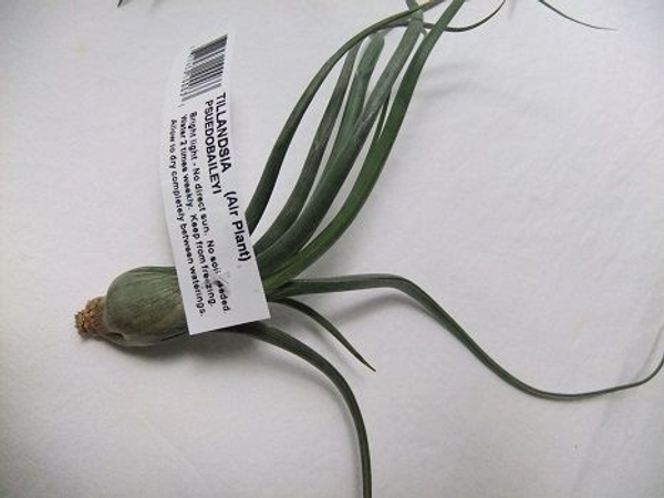 Tillandsia Psuedobaileyi Tillandsia Psuedobaileyi