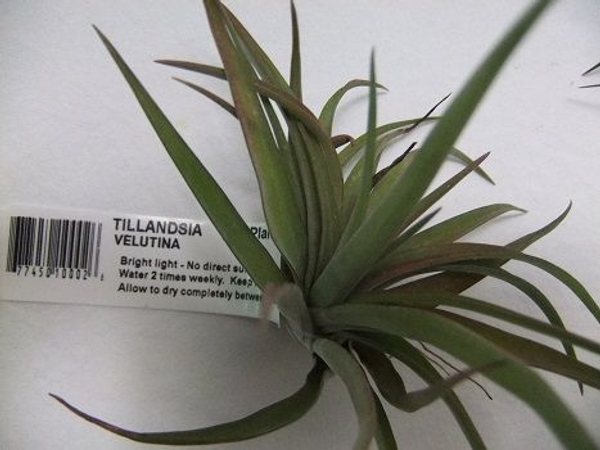 Tillandsia Velutina Tillandsia Velutina