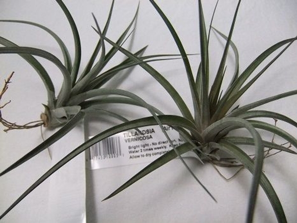 Tillandsia Vernicosa Tillandsia Vernicosa