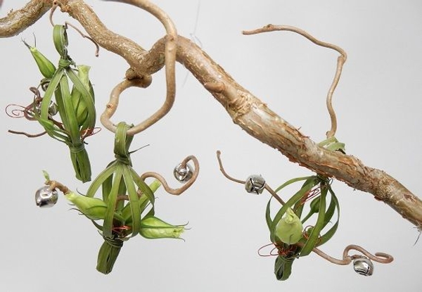 Floral baubles hanging to jingle with the slightest breeze Floral baubles hanging to jingle with the slightest breeze