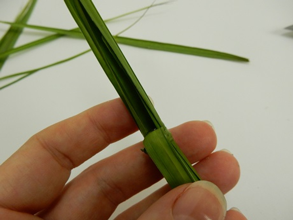 Fold the palm leaf back to open