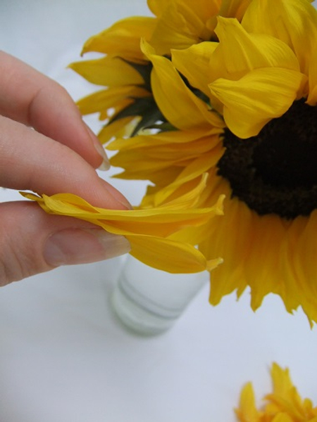 Gently pull the petals from the flower head