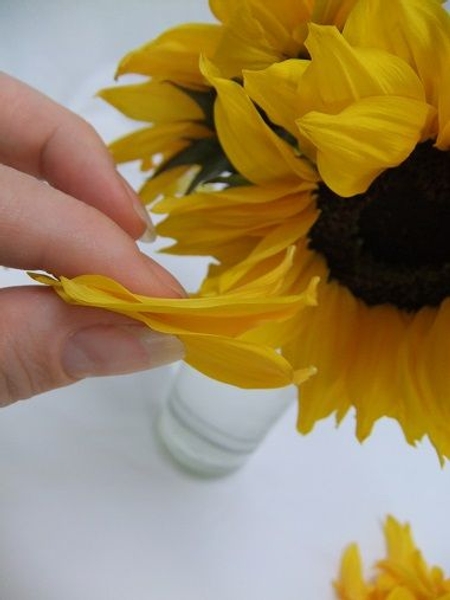 Gently pull the petals from the flower head Gently pull the petals from the flower head