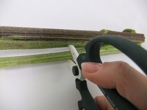 Give the sunflower stems a fresh cut. Give the sunflower stems a fresh cut.