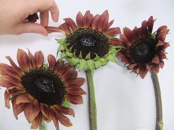 Grip the petal firmly and pull Grip the petal firmly and pull