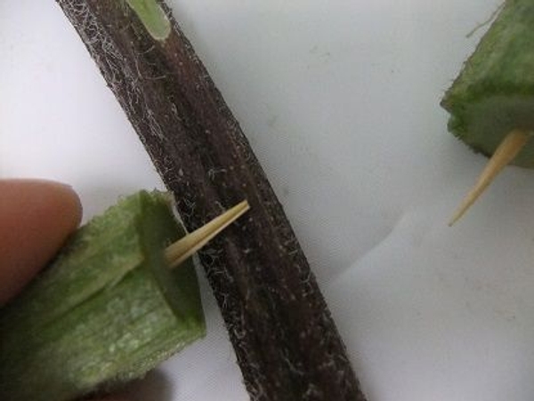 Measure the skewer against the stem Measure the skewer against the stem