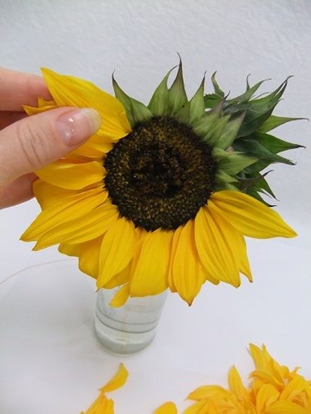 Move around the flower and remove all the petals Move around the flower and remove all the petals