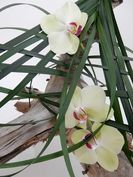 Phalaenopsis orchids Phalaenopsis orchids