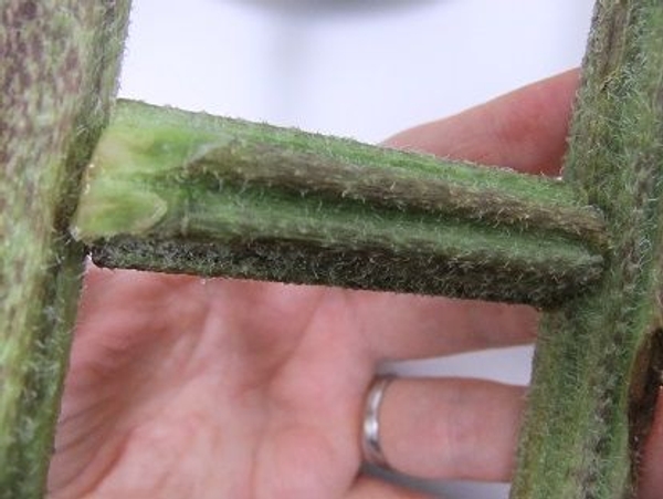Press the other side skewer into the next flower stem Press the other side skewer into the next flower stem