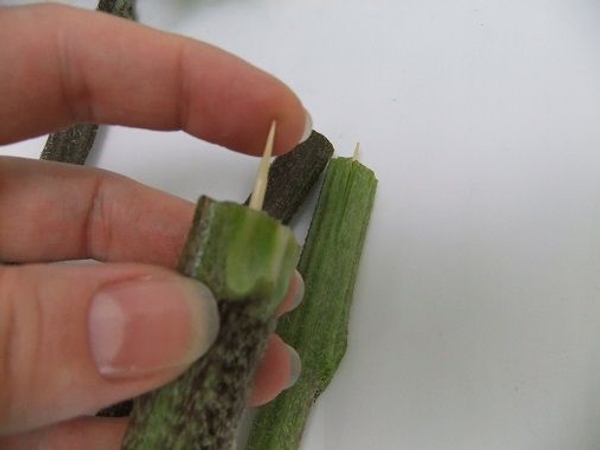 Press the sharp skewer into the cut-off from the flower stem Press the sharp skewer into the cut-off from the flower stem