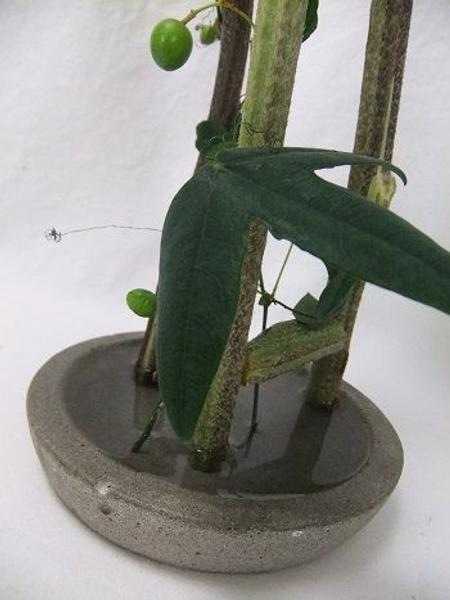 Stand the stems in a shallow dish filled with water Stand the stems in a shallow dish filled with water