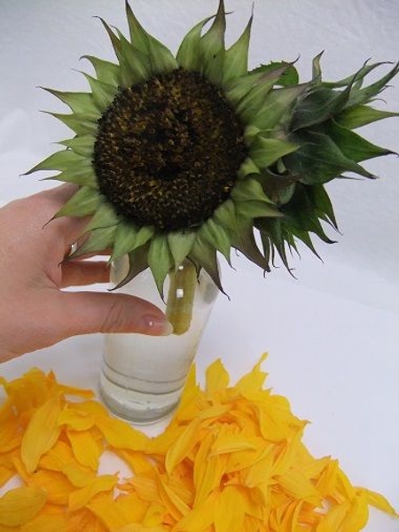 Sunflower head Sunflower head