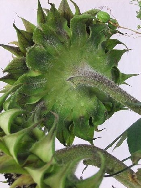 Sunflower heads Sunflower heads