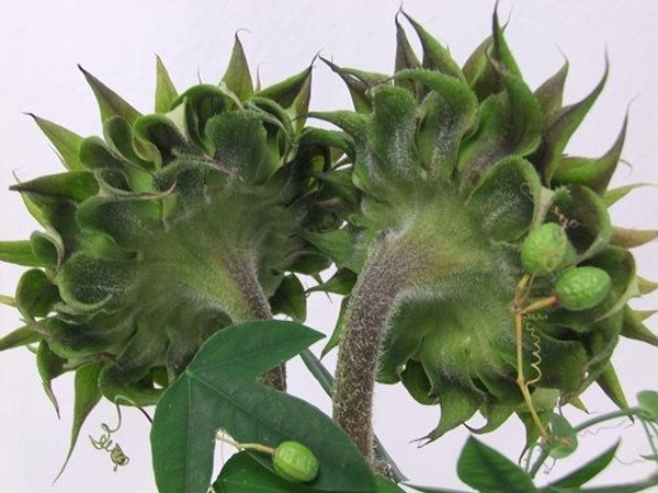 Sunflower with passion fruit stems and tedrils Sunflower with passion fruit stems and tedrils