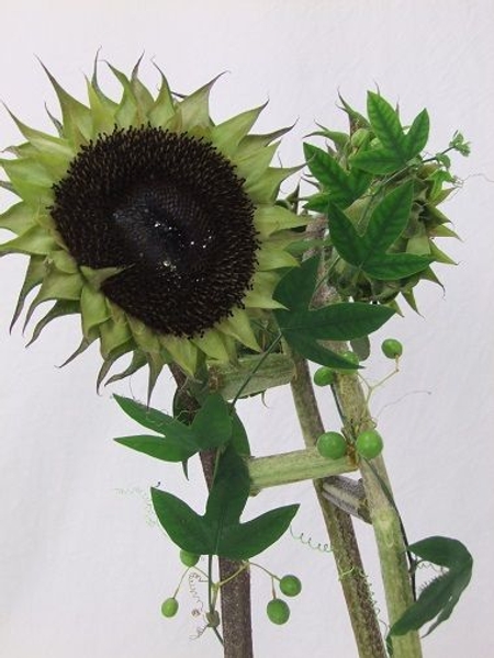 Sunflowers Sunflowers
