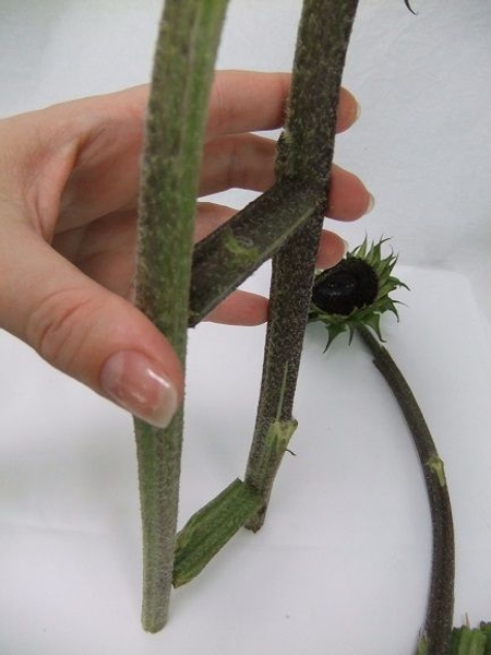 Two of the three flower stems are now connected Two of the three flower stems are now connected