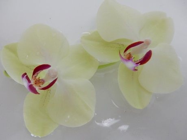 And keeps the water from slowly sinking the bloom. And keeps the water from slowly sinking the bloom.