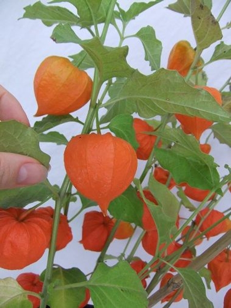 Cut the Physalis Pods from the plant stem Cut the Physalis Pods from the plant stem