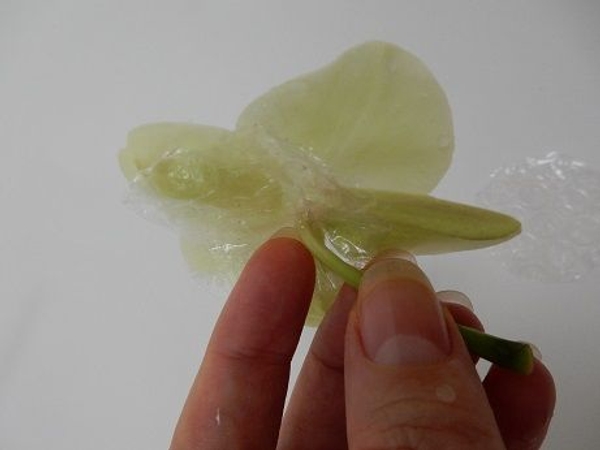 Even flat petalled orchids float better with a bubble skirt Even flat petalled orchids float better with a bubble skirt