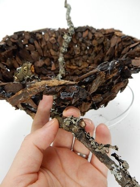 Glue in twigs and place the flowers in test tubes and arrange in the bark bowl Glue in twigs and place the flowers in test tubes and arrange in the bark bowl