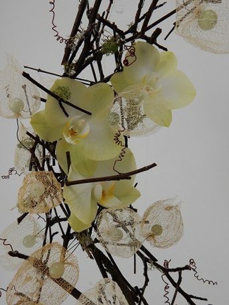 Phalaenopsis orchids and Chinese lantern sepals Phalaenopsis orchids and Chinese lantern sepals