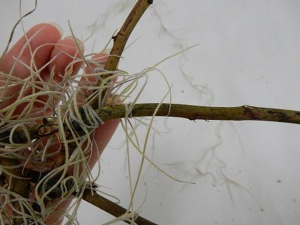 and extend it to the next twig and extend it to the next twig