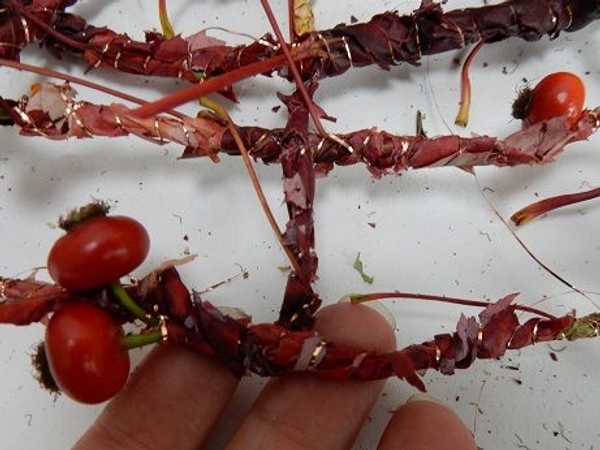 Be careful not to damage the rose hips or leaves Be careful not to damage the rose hips or leaves