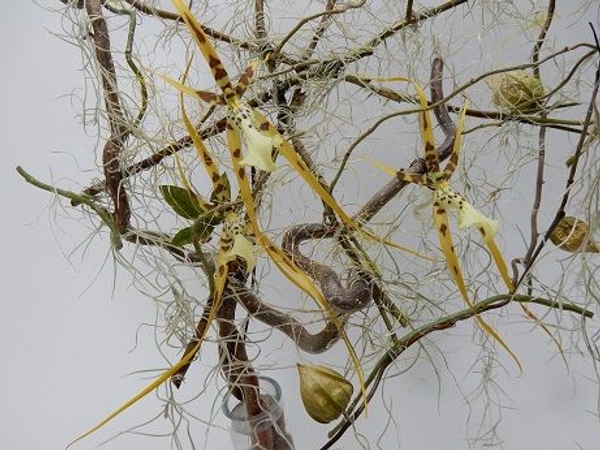 Brassia spider orchids and Tillandsia Usneoides Brassia spider orchids and Tillandsia Usneoides