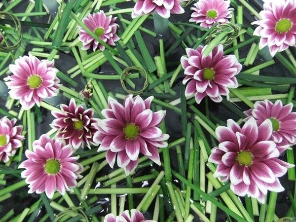 Chrysanthemum and grass in a shallow container Chrysanthemum and grass in a shallow container