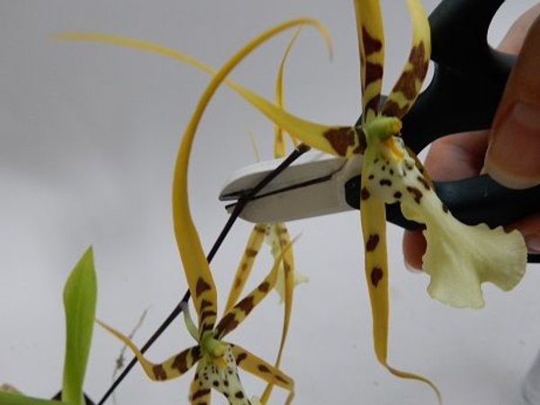 Cut the flower from the spike Cut the flower from the spike