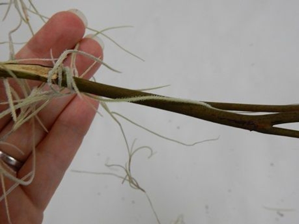 Extend the moss to the next twig and wrap it over twice Extend the moss to the next twig and wrap it over twice