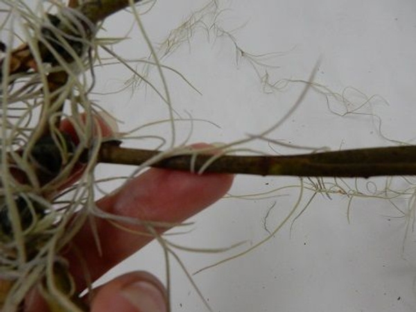 Extend the moss to the next twig and wrap it twice around Extend the moss to the next twig and wrap it twice around