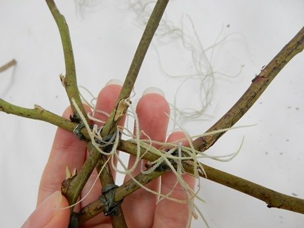 Extend the strand to the second twig and wrap over the wire Extend the strand to the second twig and wrap over the wire