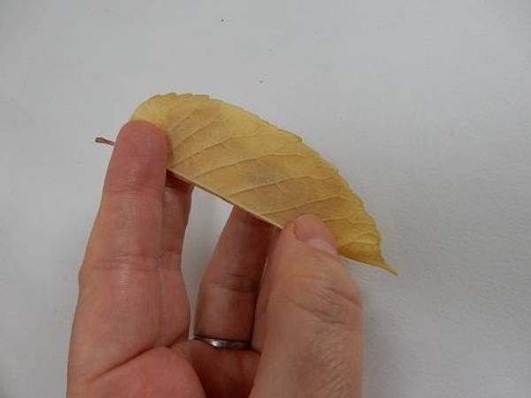 Fold a leaf in half