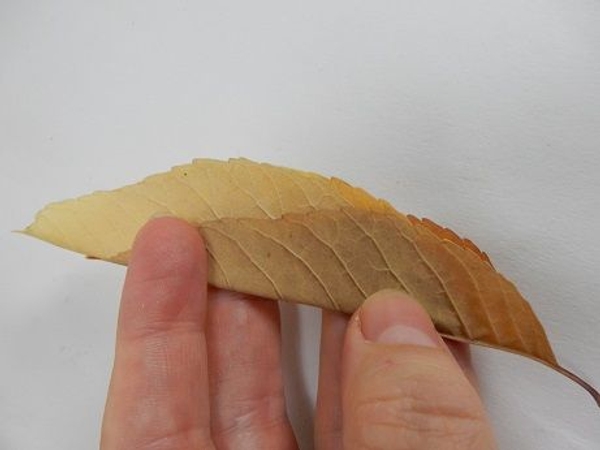 Fold a second leaf over it Fold a second leaf over it
