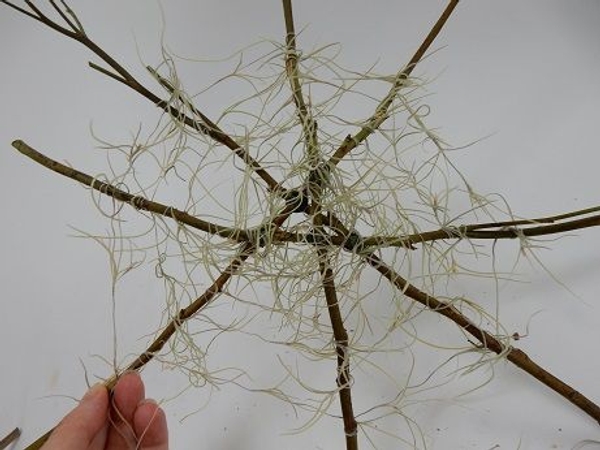 Move around and around spiralling the moss web outwards Move around and around spiralling the moss web outwards