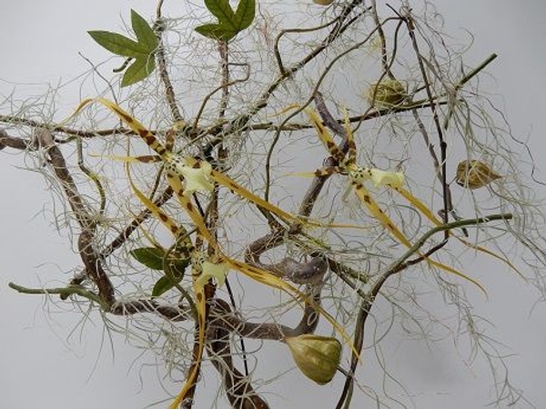 Natural spider web from air plants Natural spider web from air plants