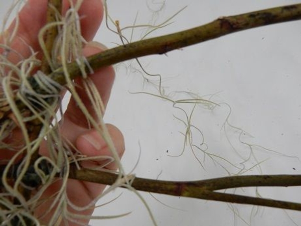 Pull the strand so that it hangs straight with no slack Pull the strand so that it hangs straight with no slack