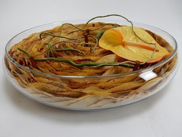 Shallow container design for autumn Shallow container design for autumn