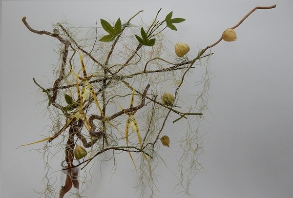 Spanish Moss Spider web design Spanish Moss Spider web design